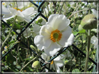 foto Fiori